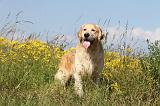 GOLDEN RETRIEVER 362